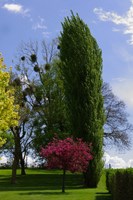 Arbres%20%5B320x200%5D.jpg