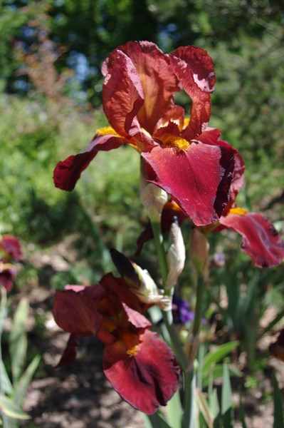 Iris-Orleans.jpg