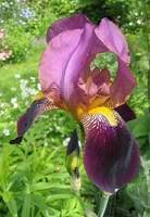iris1%20%5B320x200%5D.jpg